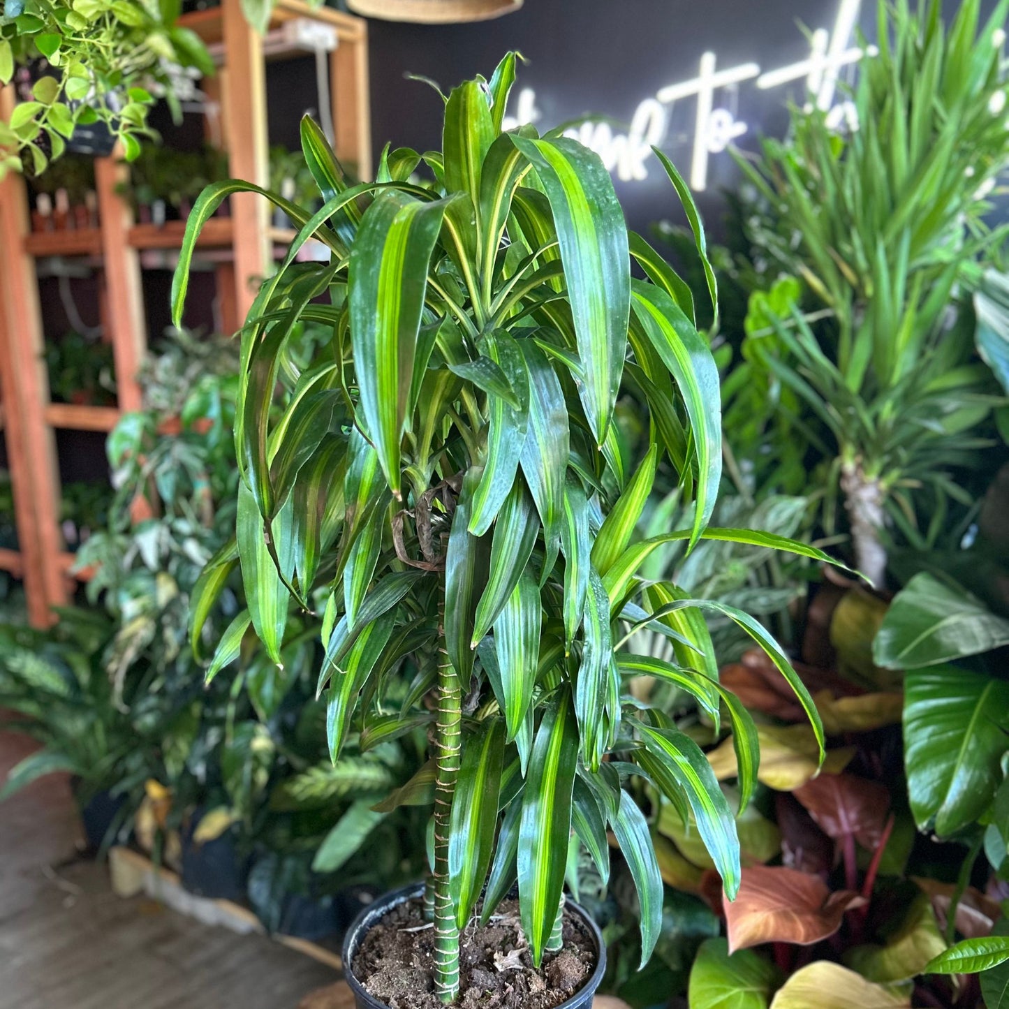 Dracaena Hawaiian Sunshine 10”