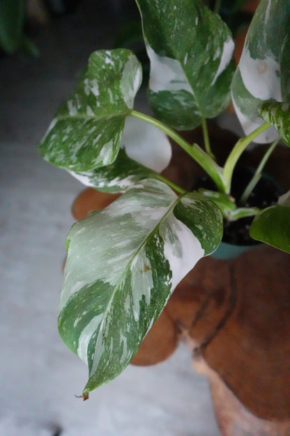 Philodendron Ice Speckle 4"