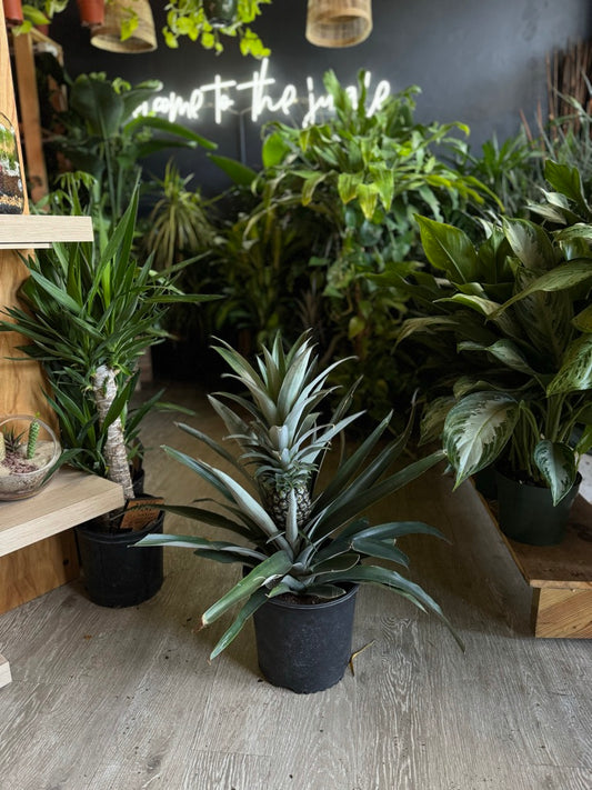 Pineapple Bromeliad 10”