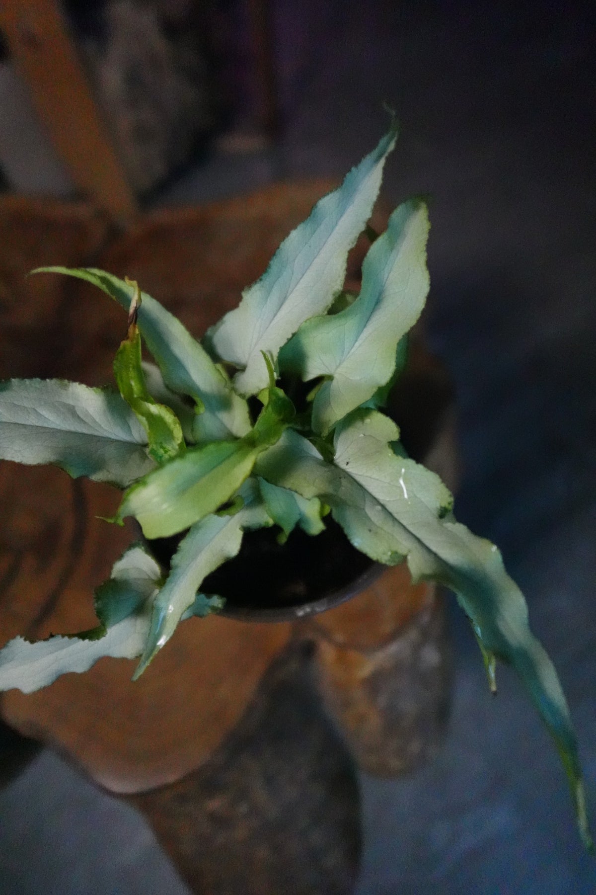 Syngonium Silver Fox 4"