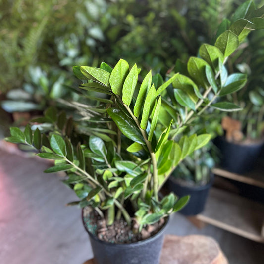 ZZ Plant 10”