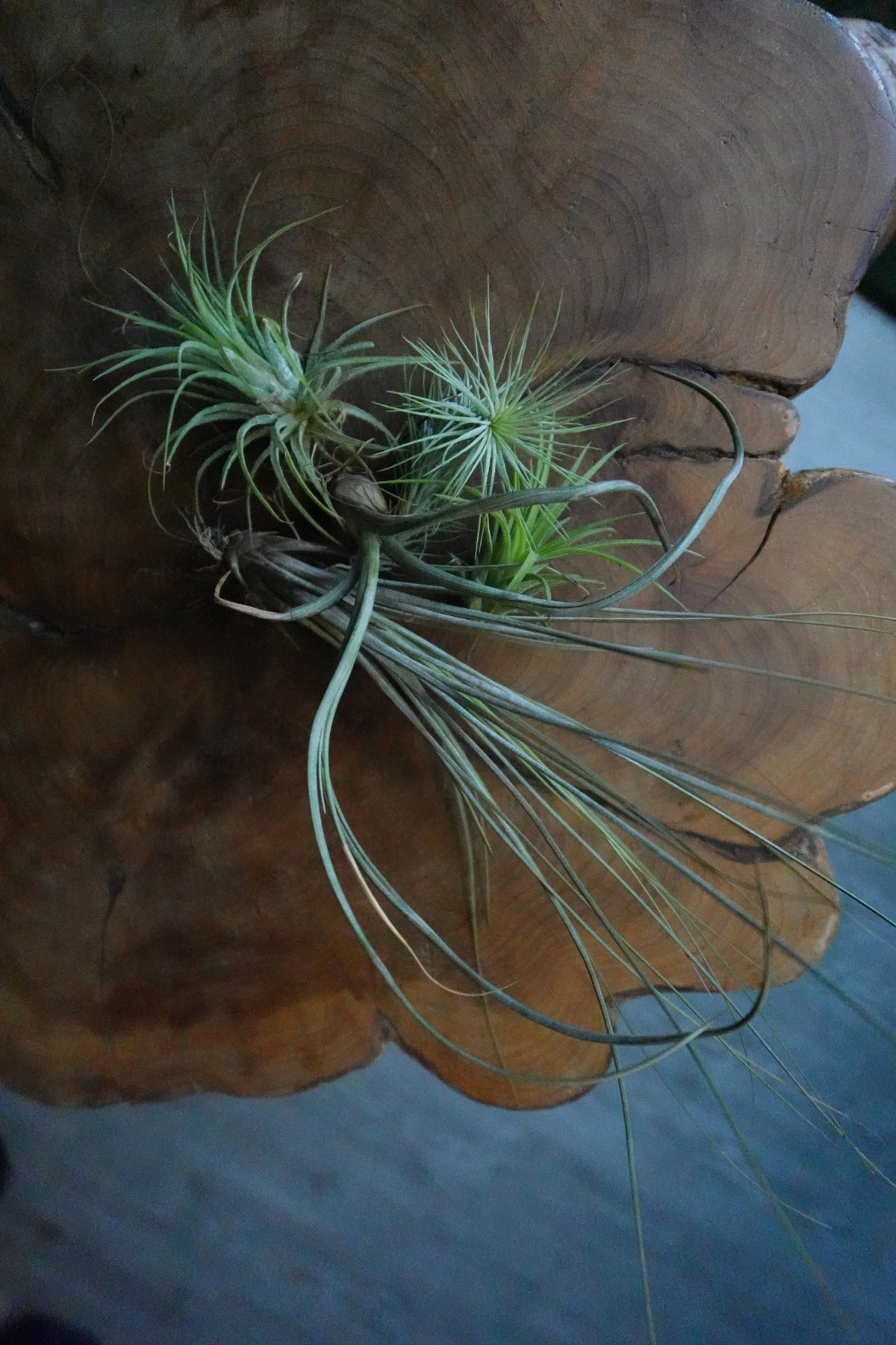 Tillandsia Standard (Air Plant)