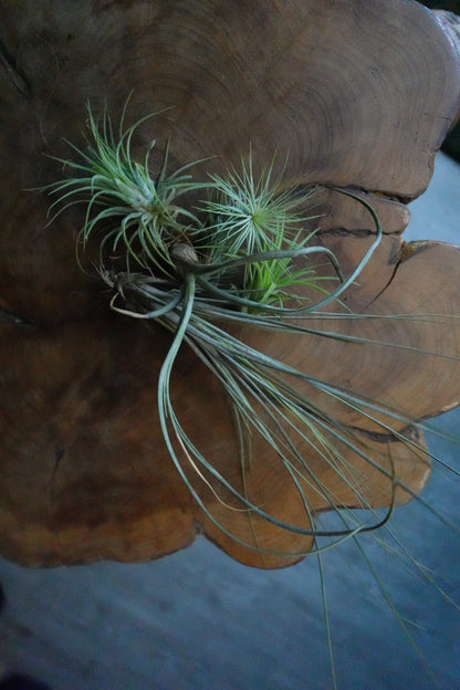 Tillandsia Standard (Air Plant)