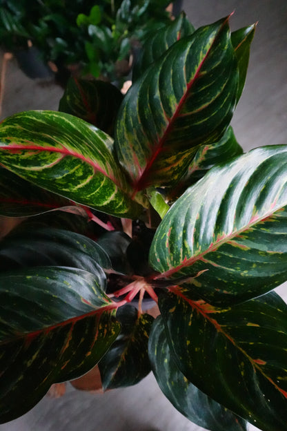 Aglaonema Rubi 8”
