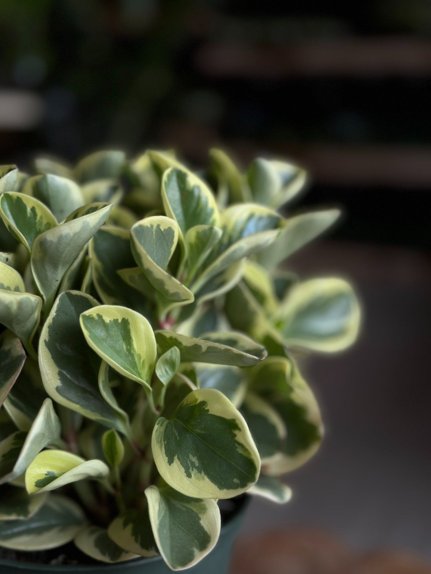 Peperomia Obtusifolia Variegated 6"