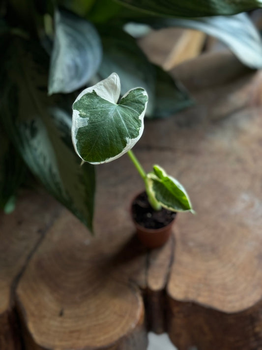 Alocasia Mickey Mouse 2”