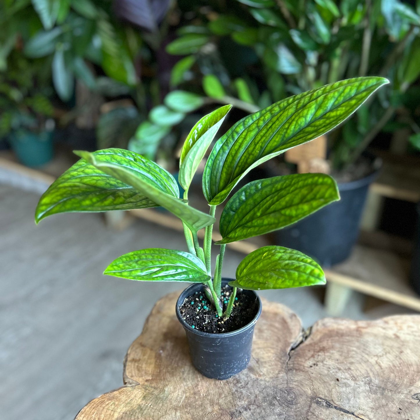 Monstera Peru 4"
