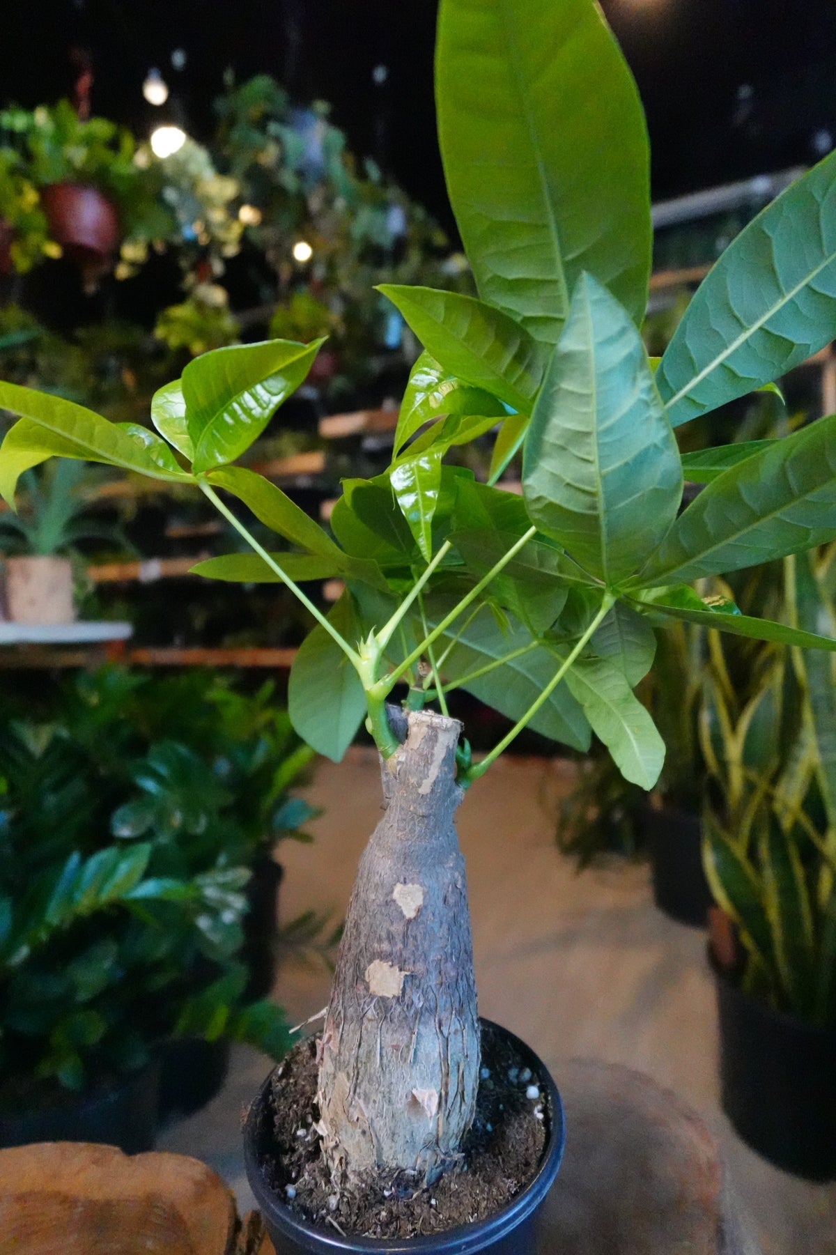Money Tree Stump 4"