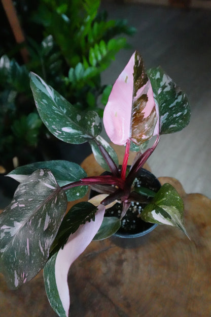 Pink Princess Philodendron 4"