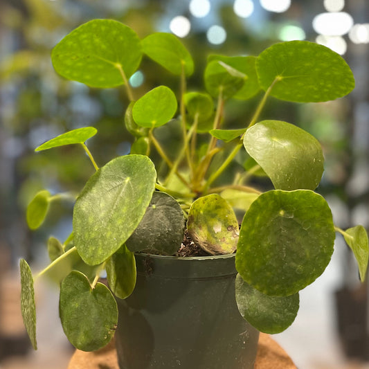 Pilea Peperomioides 6”