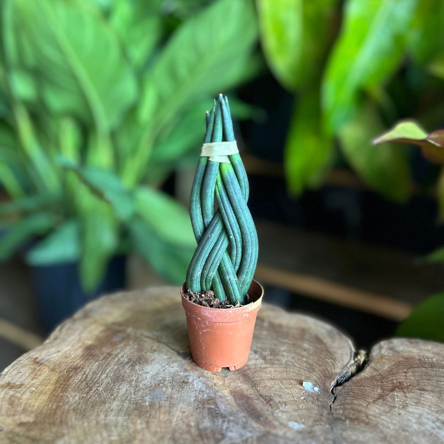 Sansevieria Cylindrica 6-Braid 2"