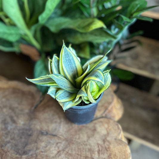 Sansevieria Star Power 5"