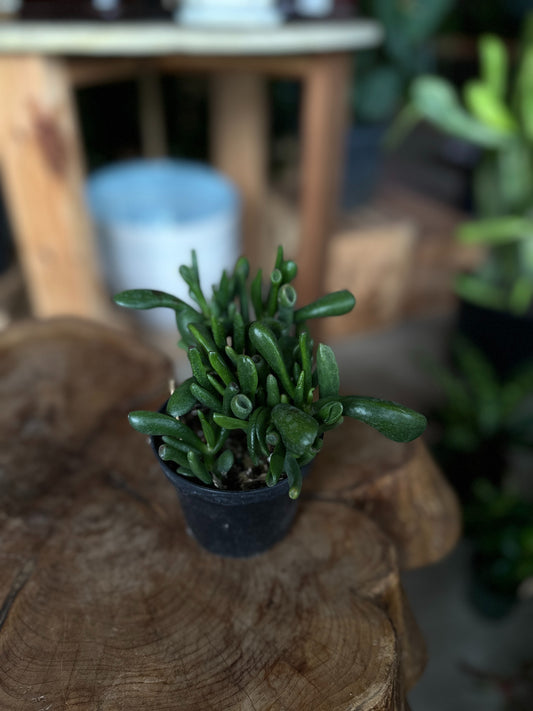 Crassula Hobbit 4"