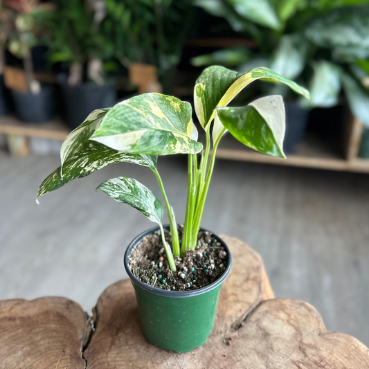 Monstera Lecheriana 4"