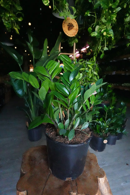 ZZ Plant 10”