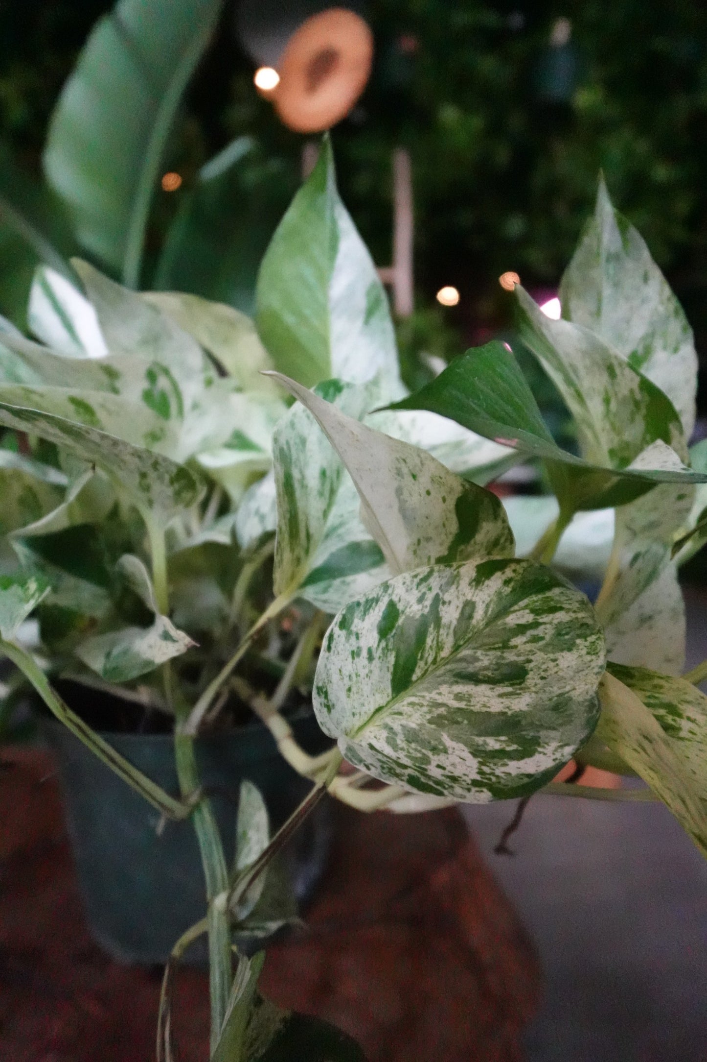 Pothos Diamond 6"