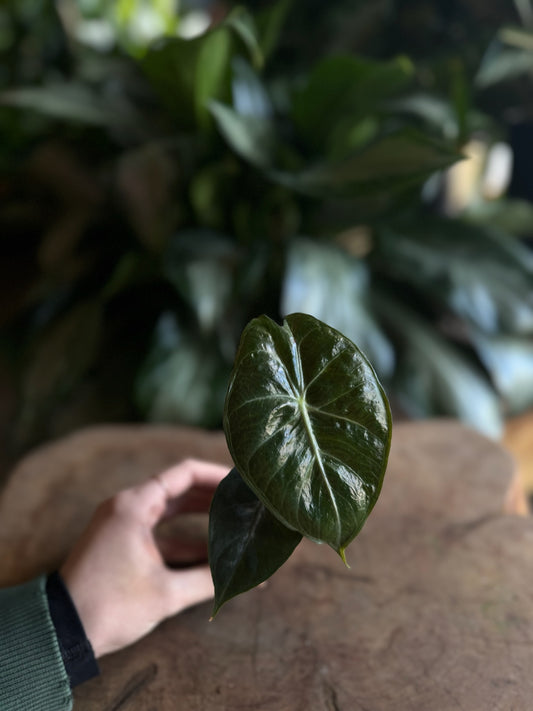 Alocasia Pink Dragon