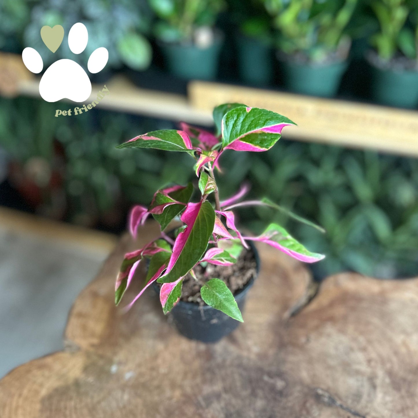 Alternanthera Party Time 4"