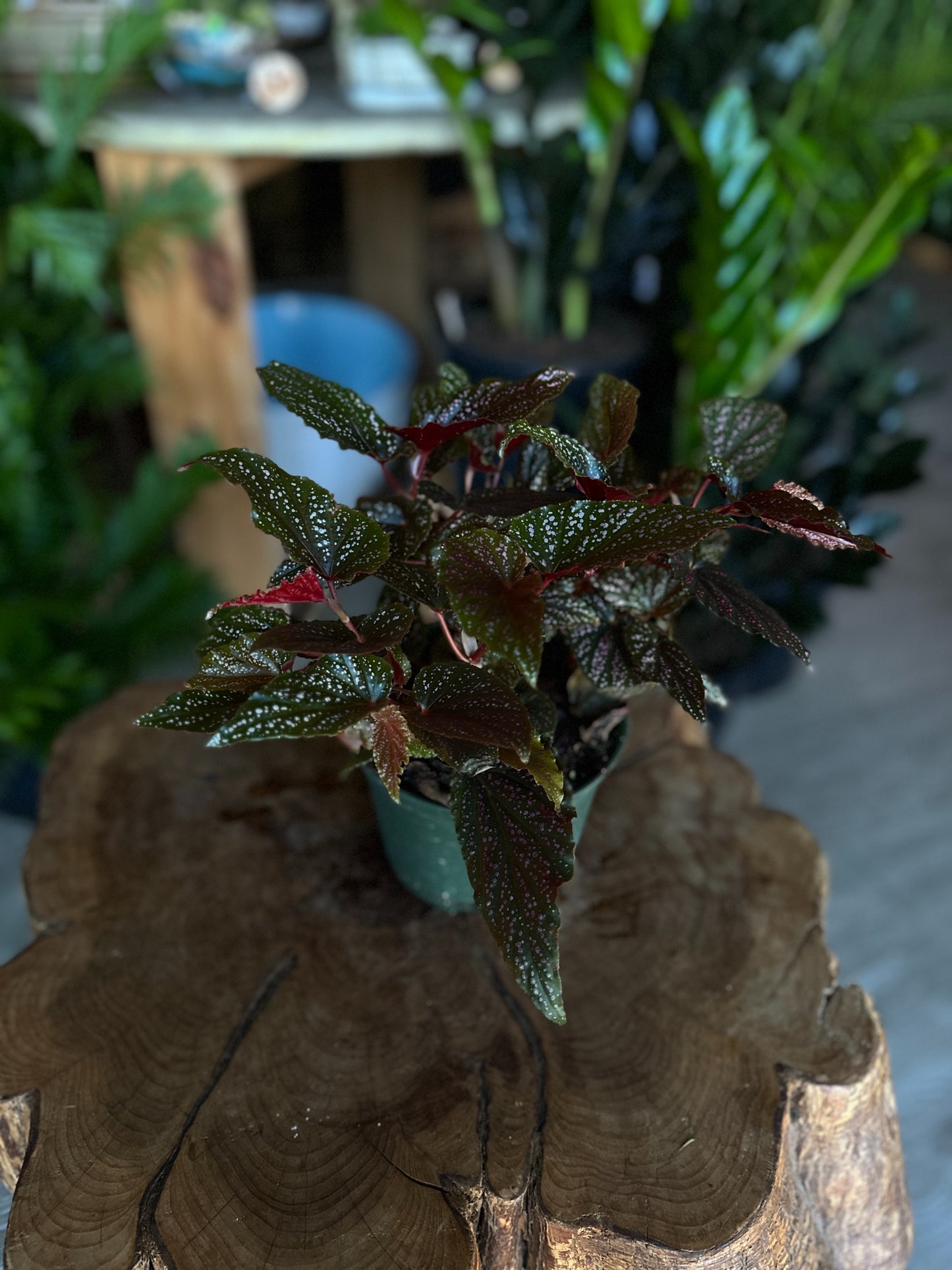 Begonia Angel Wing 6”