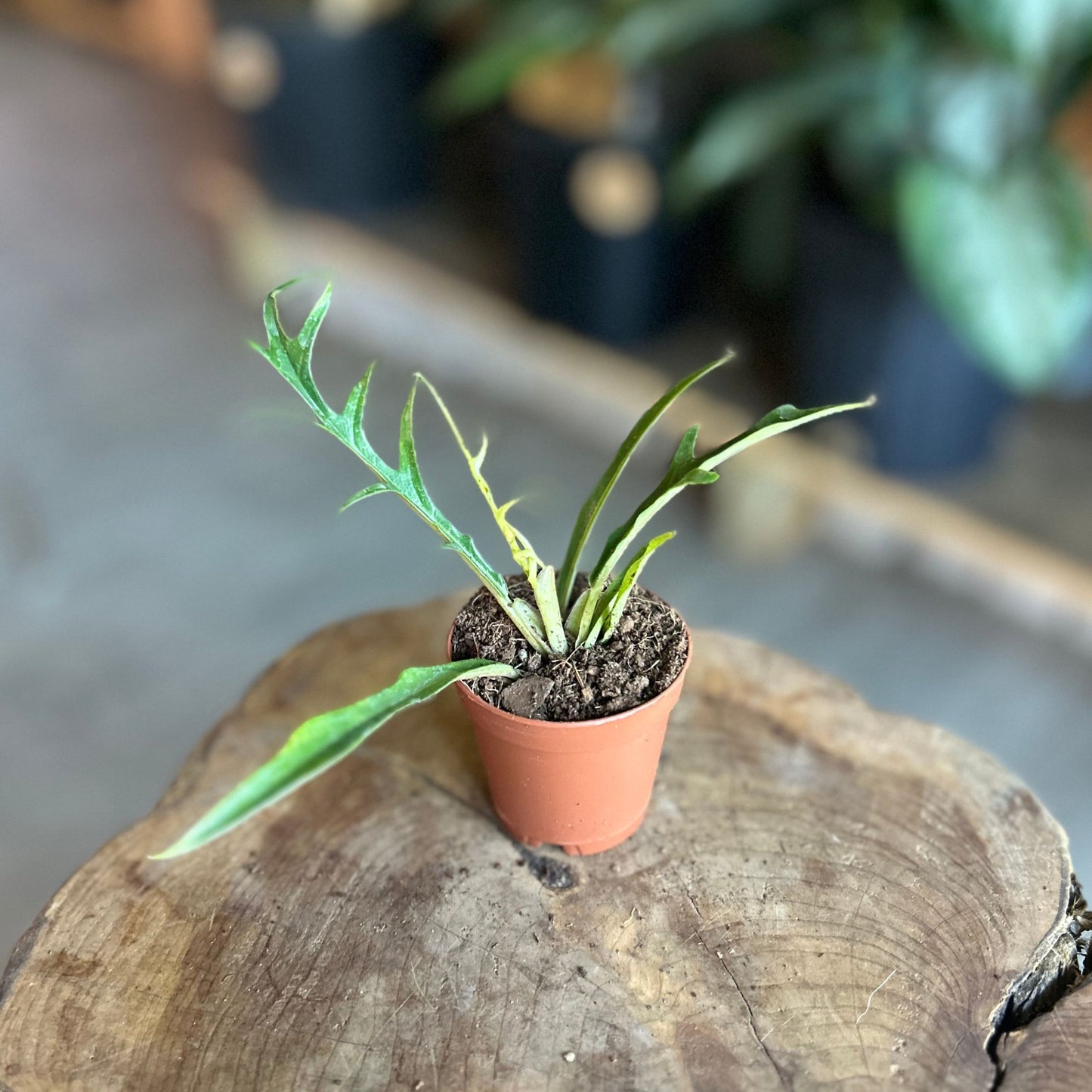 Philodendron Tortum 2”