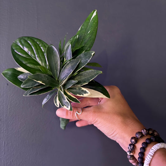 Plant Boutonnière