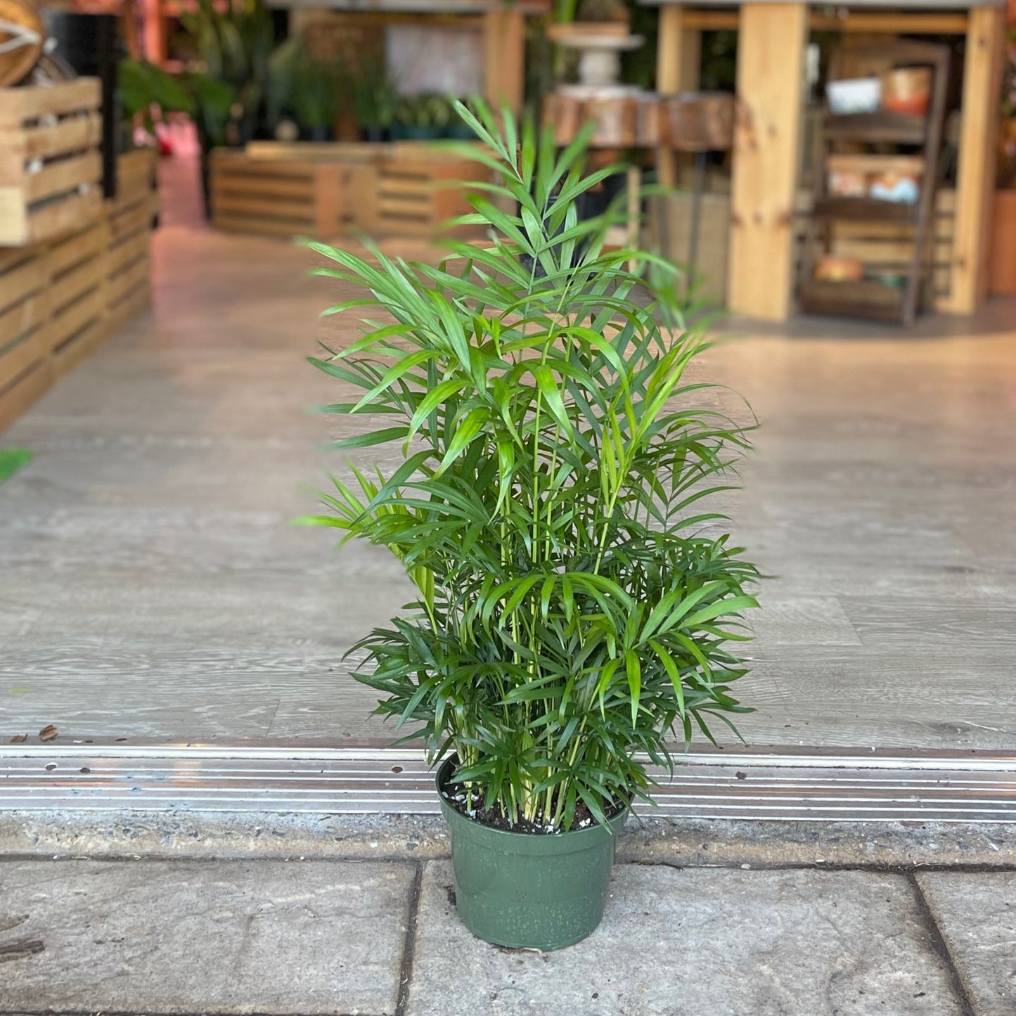 Bella Palm 6”