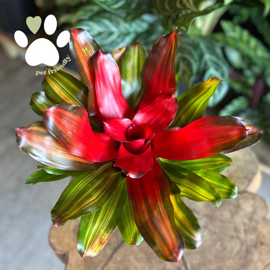Neoregelia Freddy 6"