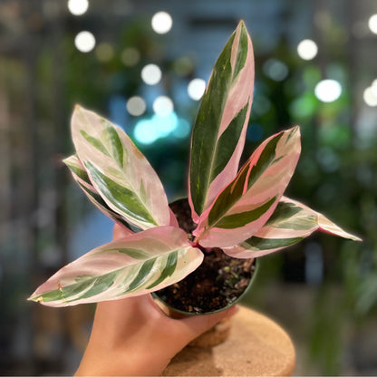 Stromanthe Triostar 2"