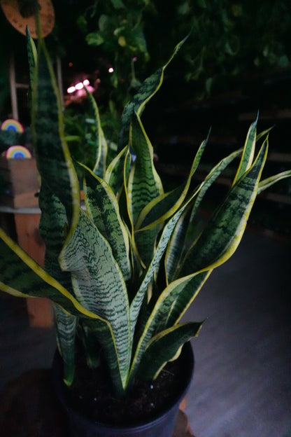 Sansevieria Laurentii (Snake Plant) 8”