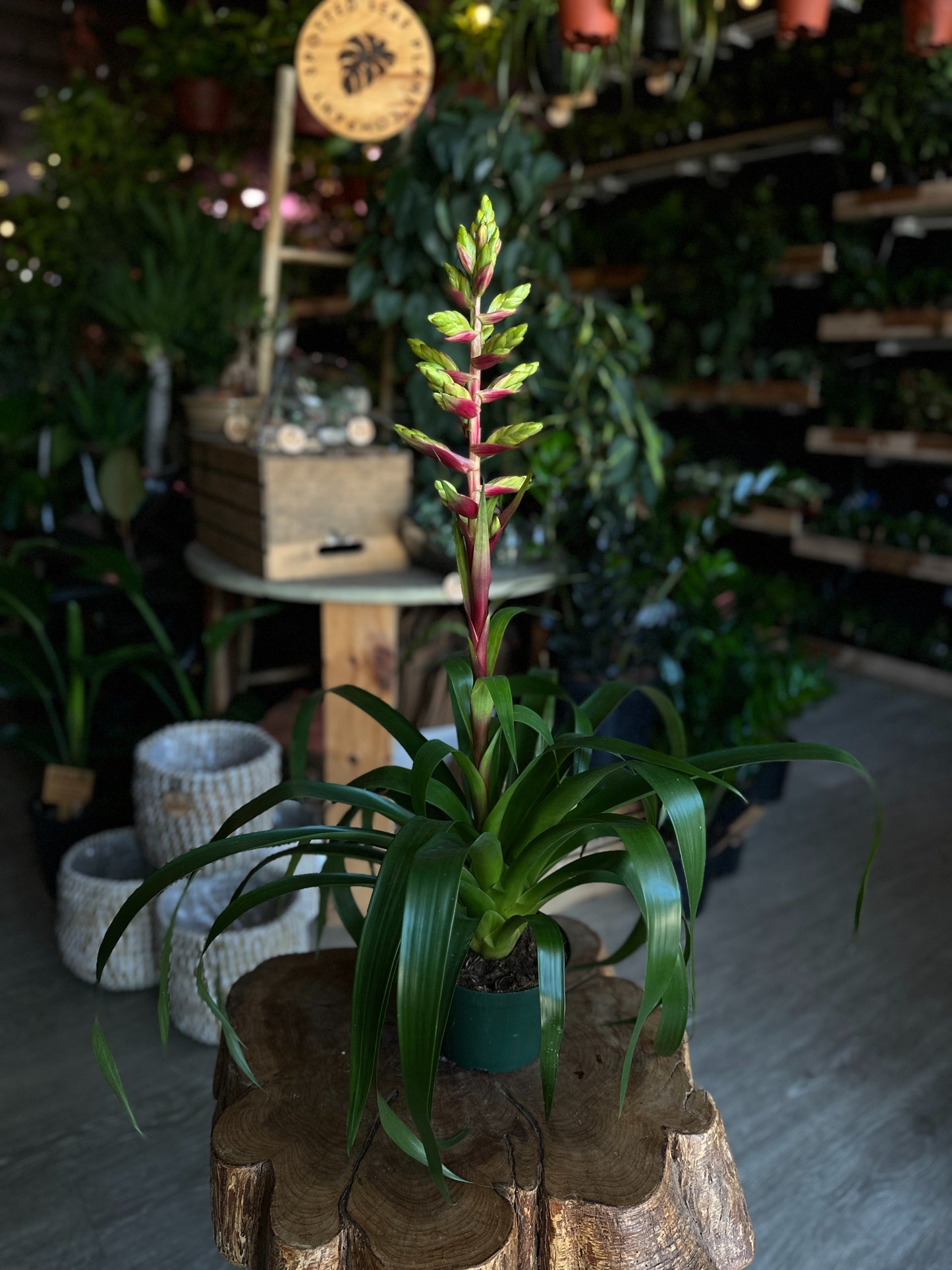 Bromeliad Guzmania Rebel 6"