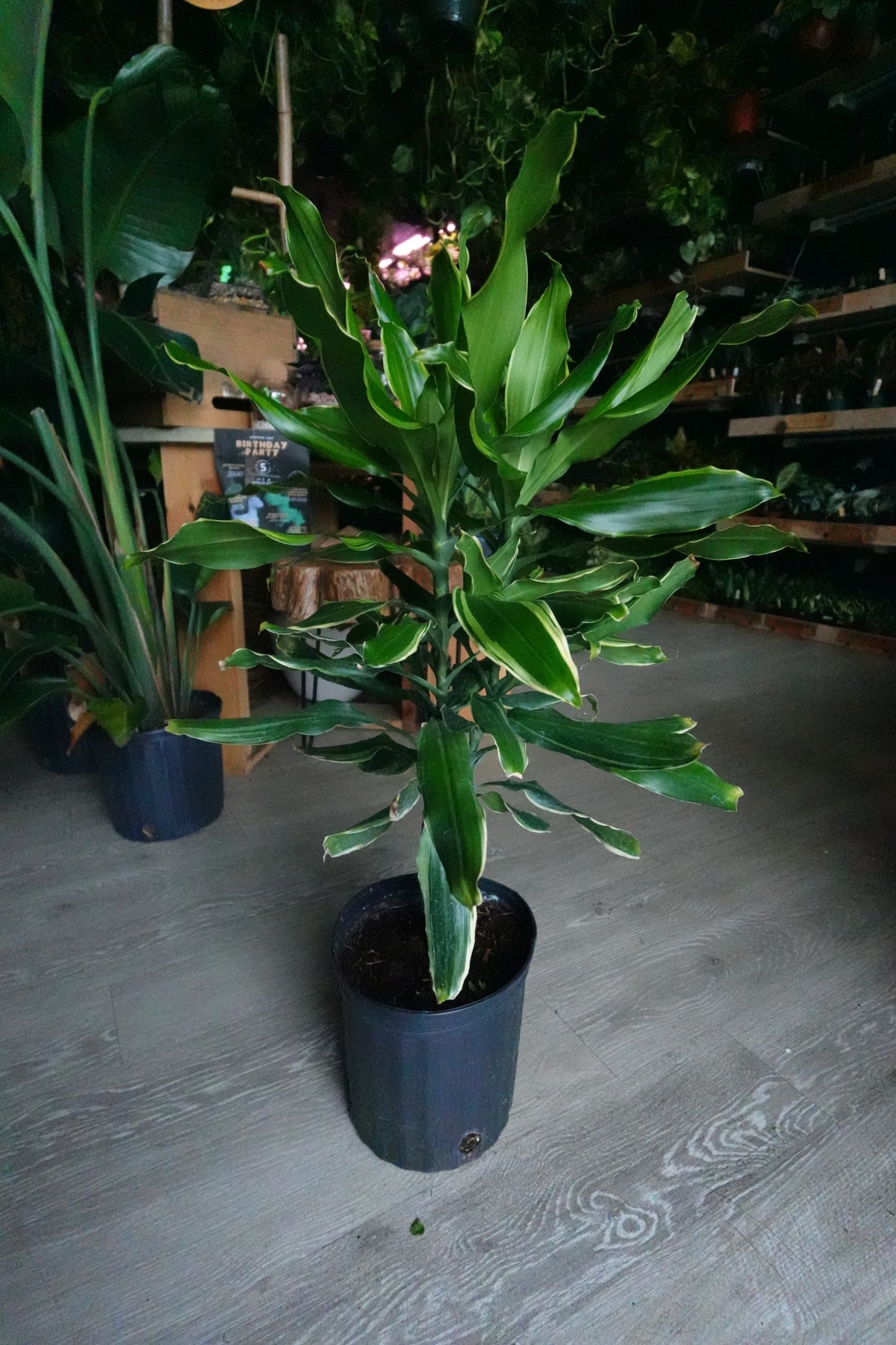 Dracaena Sol 8"