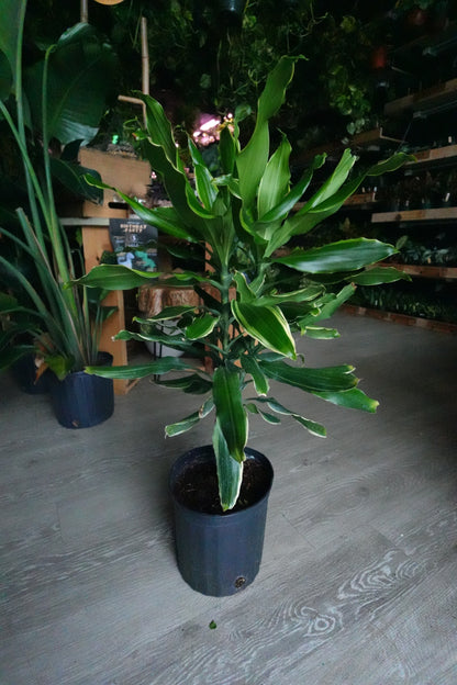 Dracaena Sol 8"