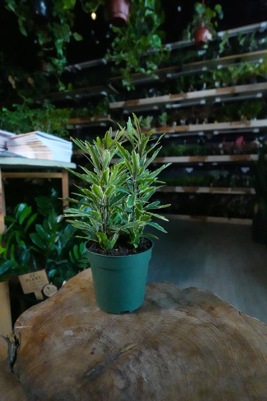 False Aralia 4"
