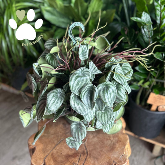 Peperomia Watermelon 8” HB