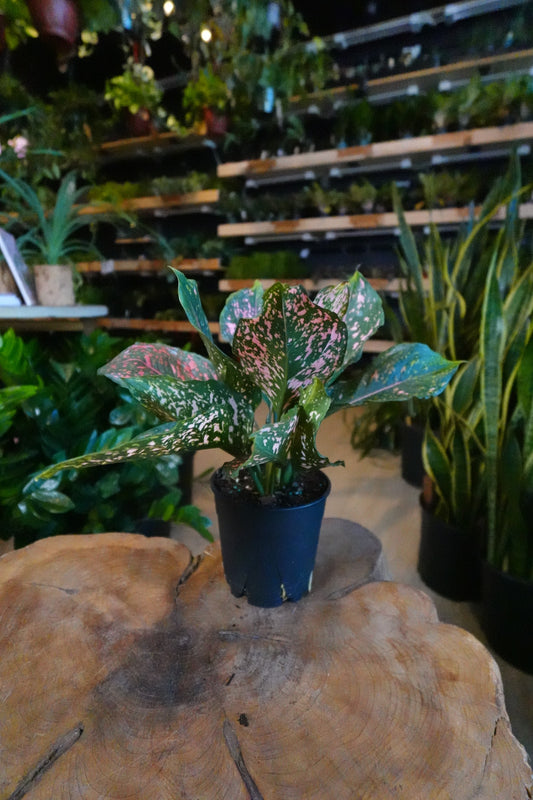 Aglaonema Pink Dalmation 5”