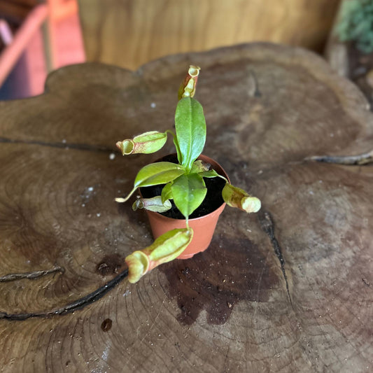Nepenthes St Gaya (Pitcher Plant)