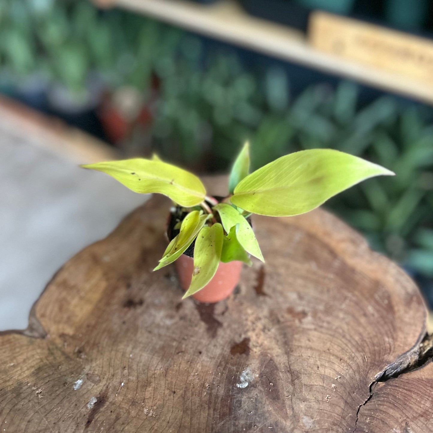 Philodendron Tangerine 2"