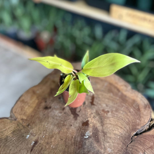 Philodendron Tangerine 2"