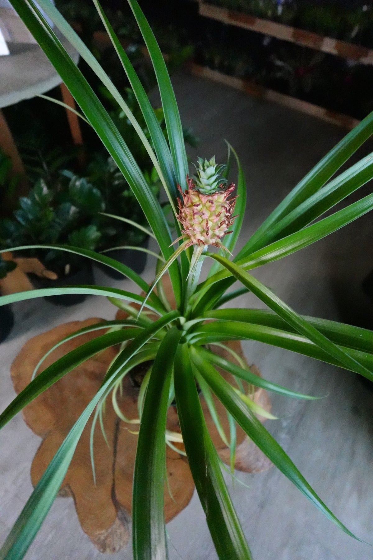 Ananas Amaury Pineapple 6"