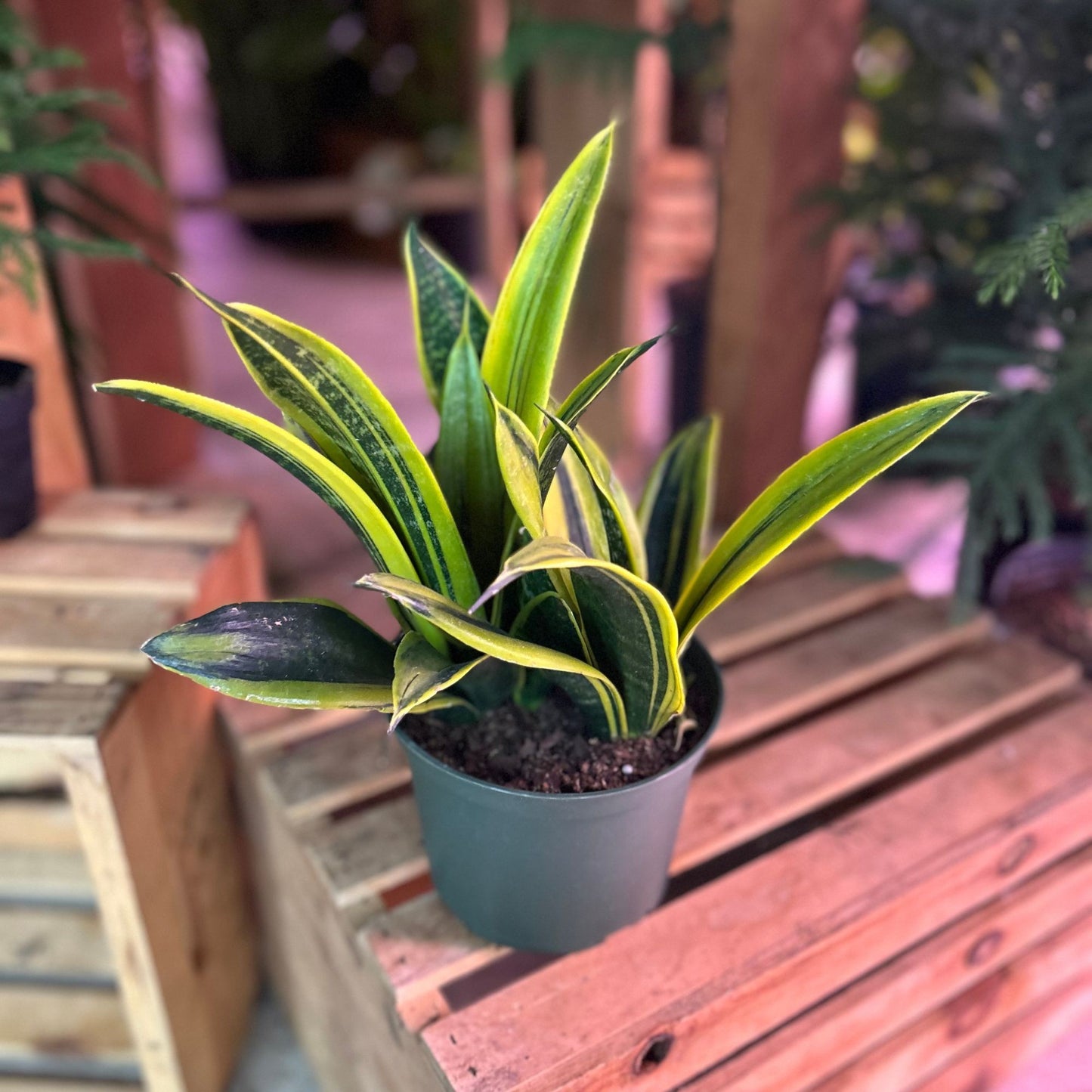 Sanseveria Gold Flame 6"