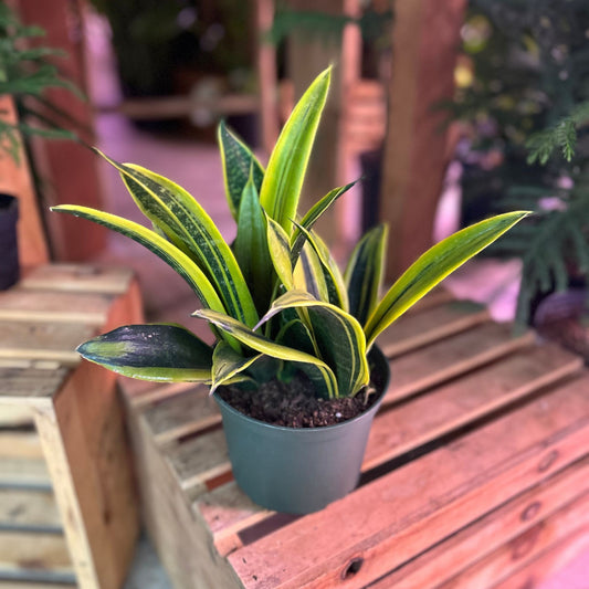 Sanseveria Gold Flame 6"