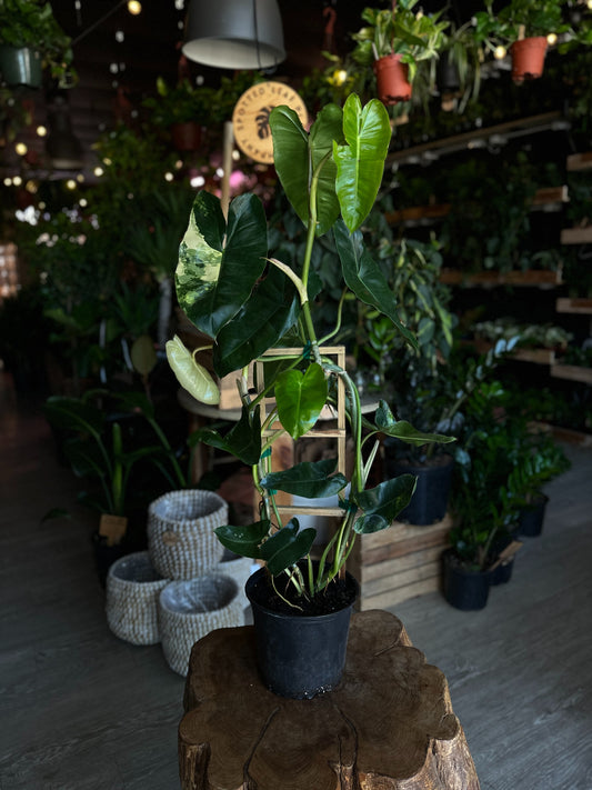 Philodendron Burle Marx Variegated 8"