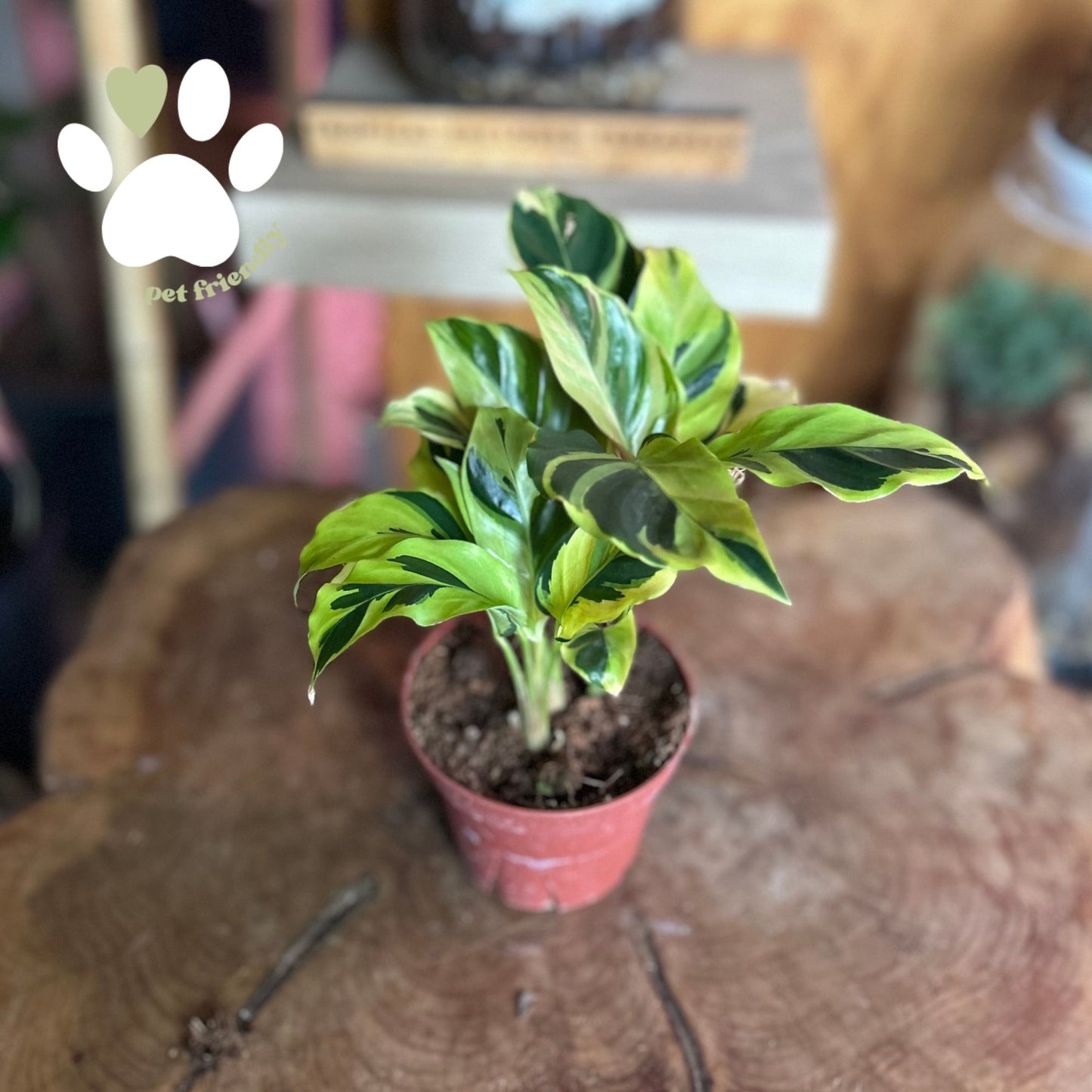 Calathea Yellow Allusion 4"