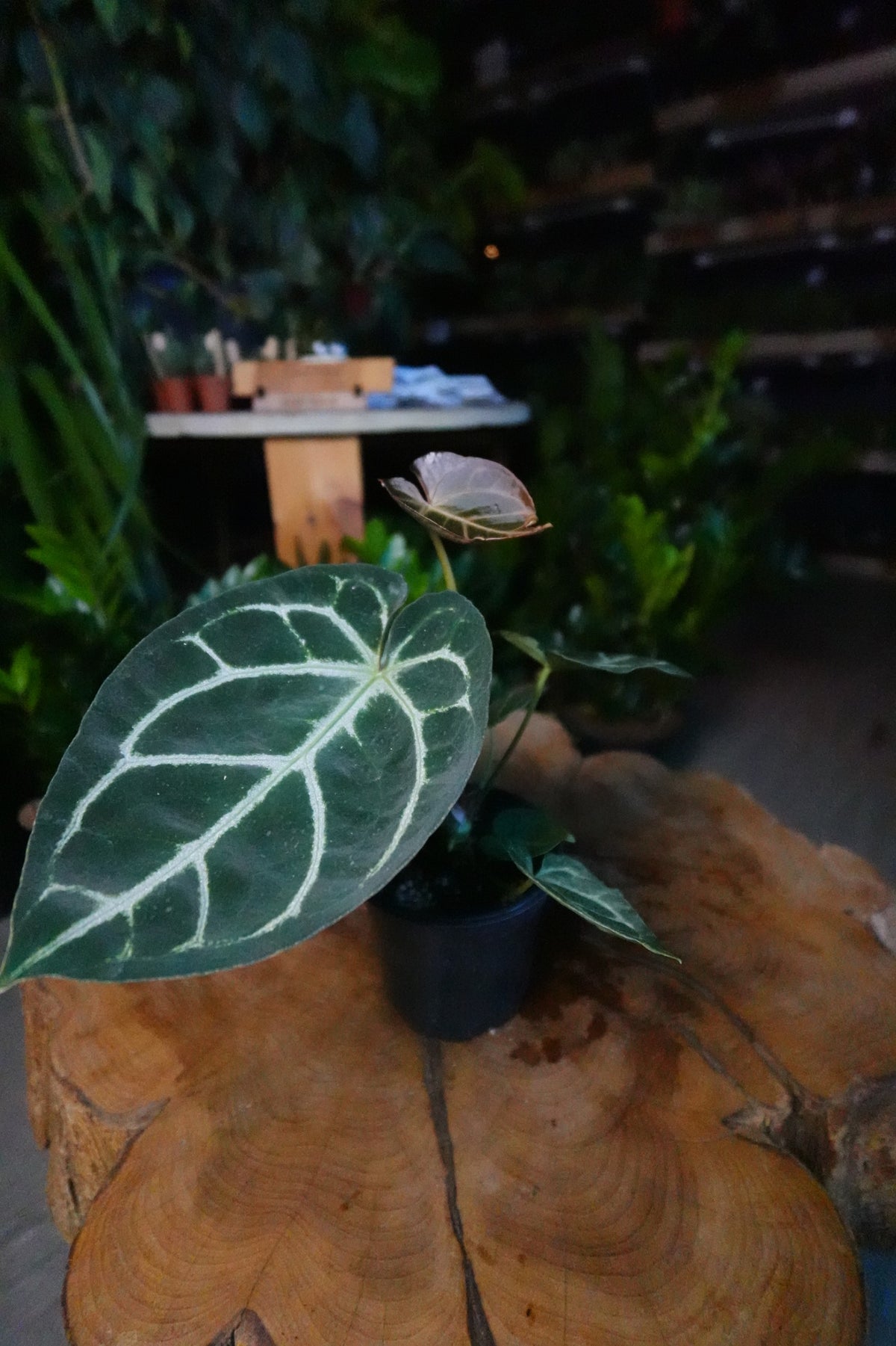 Anthurium Silver Blush x Magnificum 4”