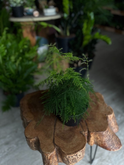 Asparagus Plumosa 6"