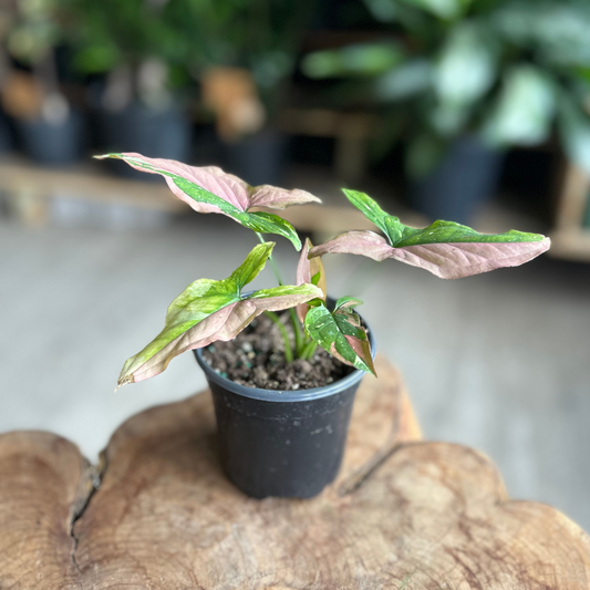 Syngonium Tricolor 4"