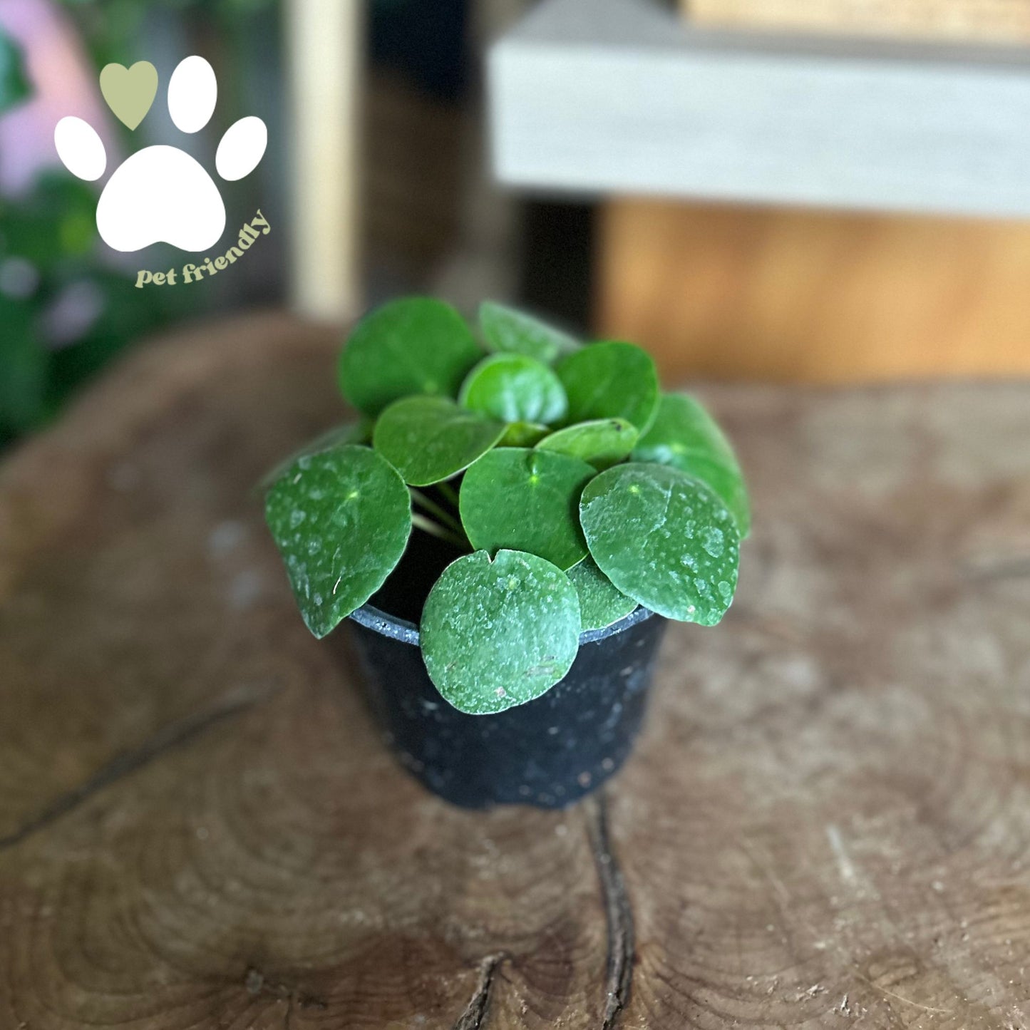 Pilea Peperomioides 4”