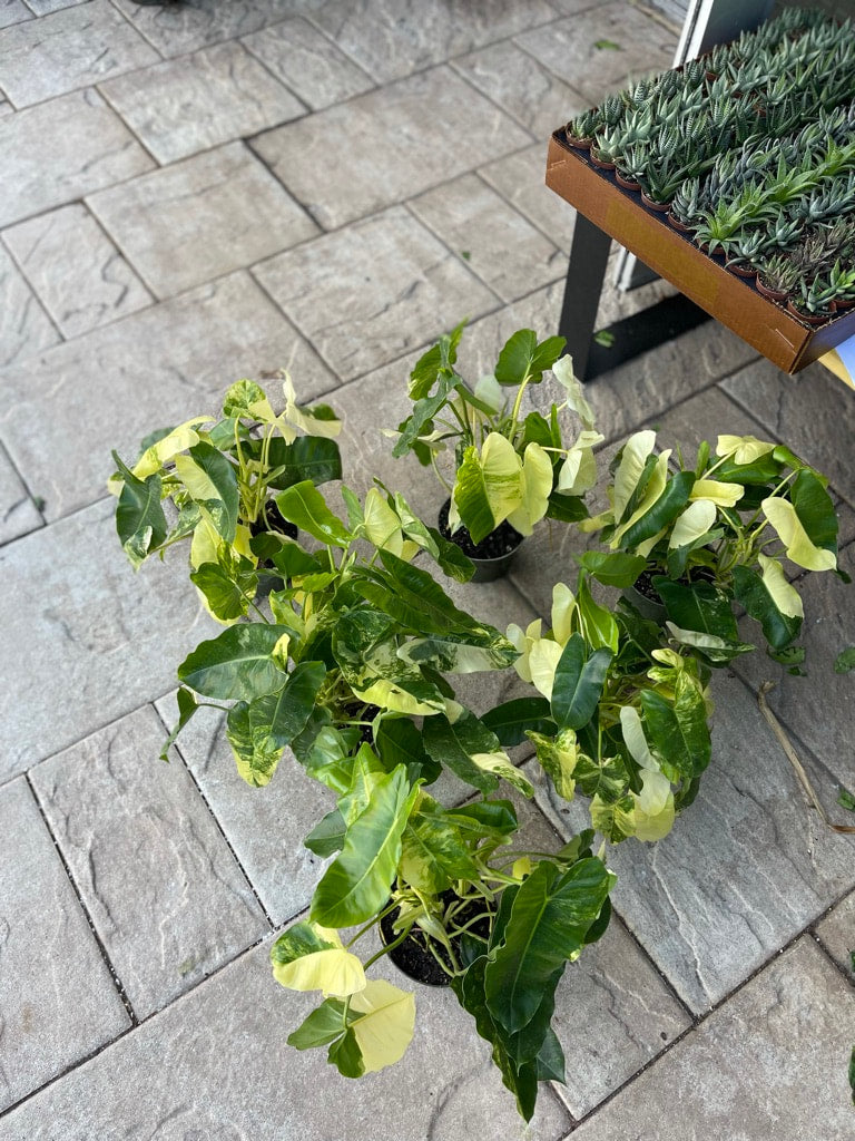 Philodendron Burle Marx Variegated 6”