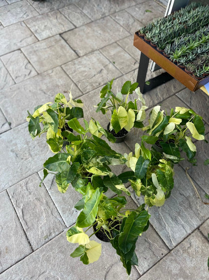 Philodendron Burle Marx Variegated 6”