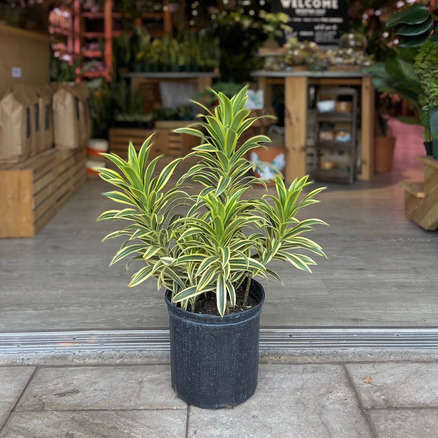 Dracaena Song Of India 6"